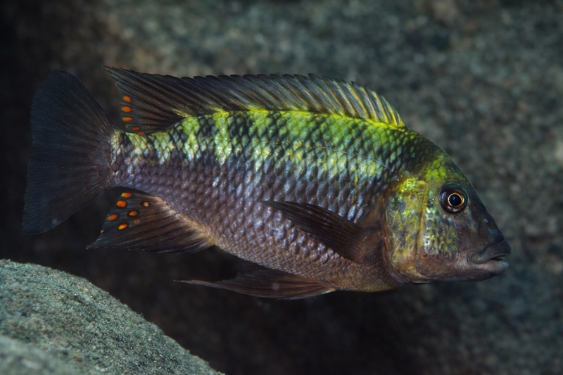 Petrochromis polyodon 'Cape Chaitika'